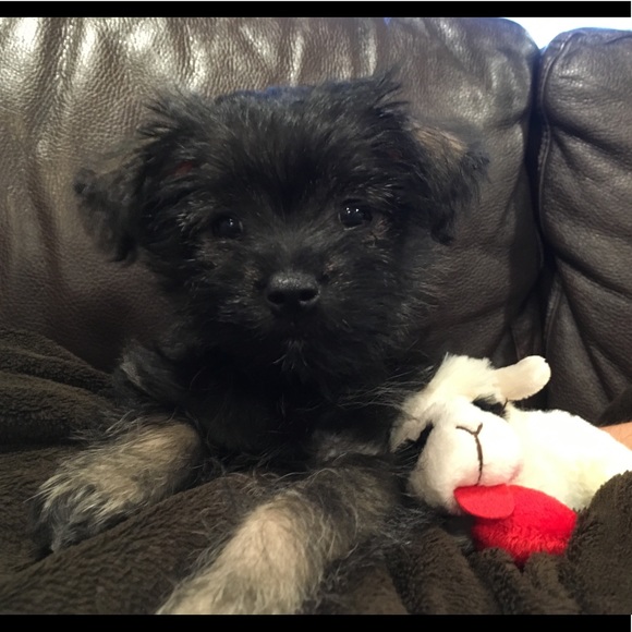 Meet your Posher, Shae - Picture 1 of 1